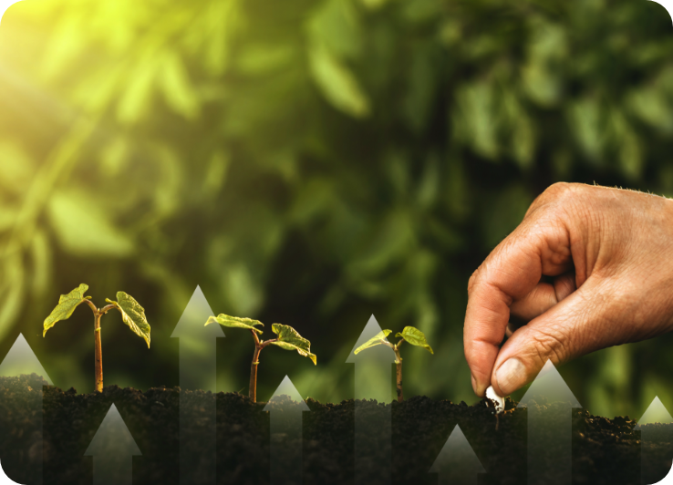Mão plantando muda em solo fértil